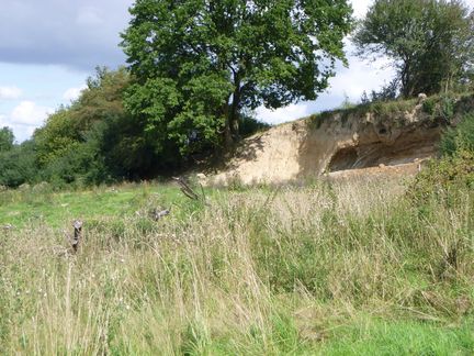 Sandkuhle mit Bäumen und Wiese