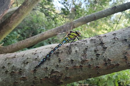 Libelle am Ast eines Baumes