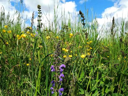 Sommerliche Wildblumenwiese