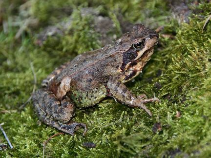 Grasfrosch auf Moos