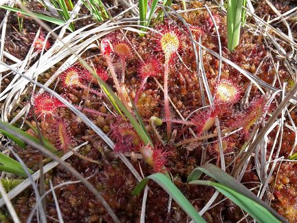 Sonnentau zwischen Gras