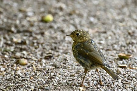 Junges Rotkehlchen auf Schotterboden