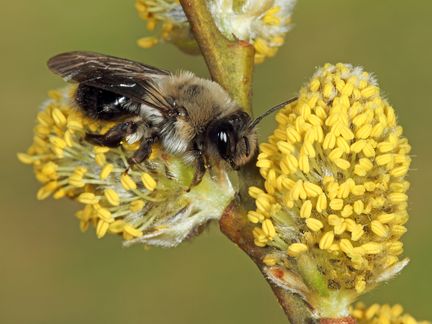 Weidensandbiene sammelt Pollen an Weidenkätzchen