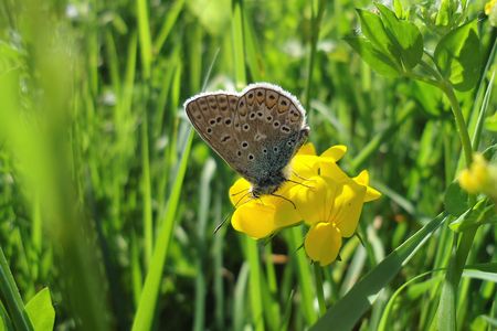 Schmetterling auf einer gelben Blüte